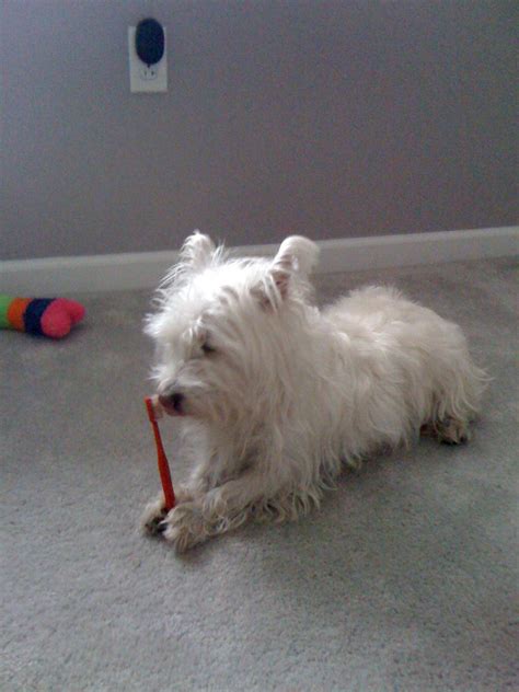 Snowy finally knew how to use a toothbrush??? | Puppies, Animals, Dogs