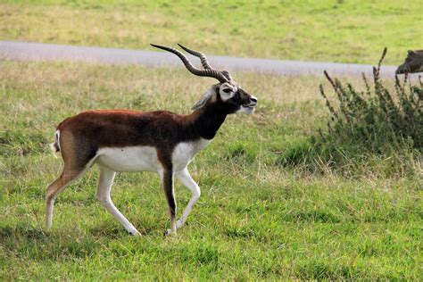 Longleat Safari & Adventure Park 24-09-2013 | Longleat Safar… | Flickr