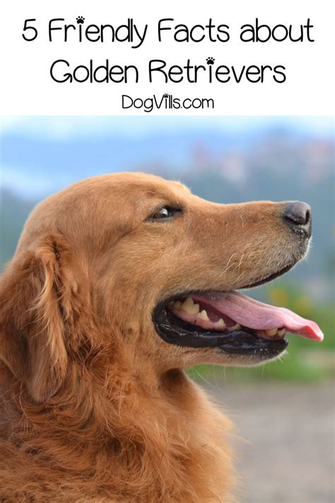 50 Friendly Fun Facts about Golden Retrievers - DogVills