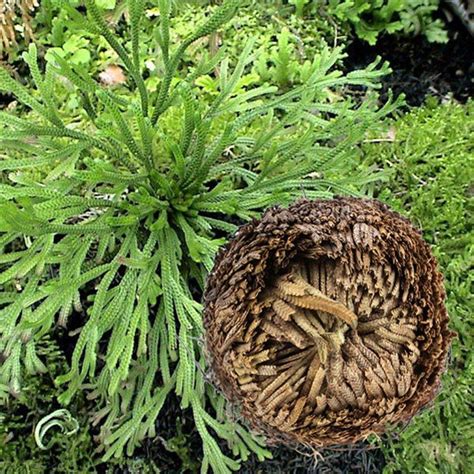 Wholesale 1Pc Resurrection Plants Hydrophile Rose of Jericho Dinosaur ...