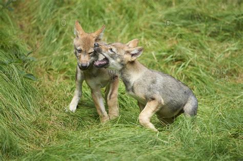 Two Eurasian wolf pups playing in grass stock photo - OFFSET