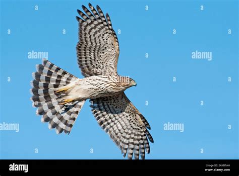 Juvenile Cooper's hawk in flight Stock Photo - Alamy