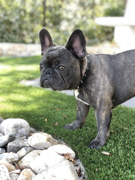 Blue Frenchie Puppy Ralphie ️ | Frenchie puppy, Puppies, Pitbull puppies for sale