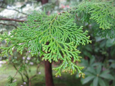 Cypress tree leaf. Eastern symbol for life and eternity | Hemorrhoids ...