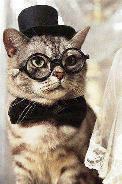 21 best Cats with glasses images on Pinterest | Kitty cats, Funny cats and Funny kitties