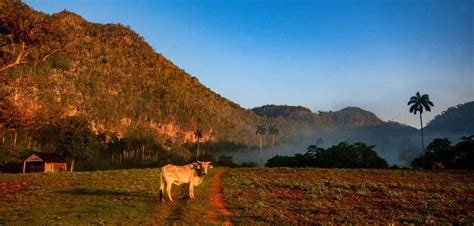 The mogotes of the Viñales Valley - Covering Cuba Tourism & Travel, Food & Cuisine, Culture ...