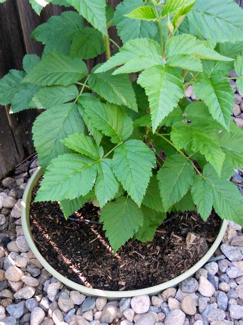 Just Another Hang Up: Planting Raspberries in Containers on Bloomin' Tuesday...