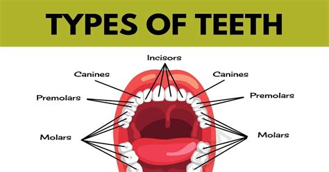 Teeth Names | Types of Teeth | Names of Teeth in English with Pictures ...