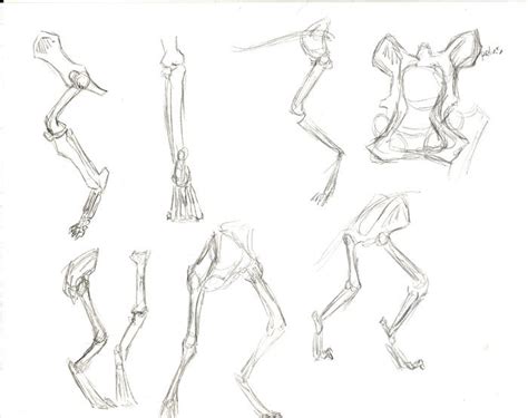 Wolf Hind leg structure by krazyklaws on DeviantArt