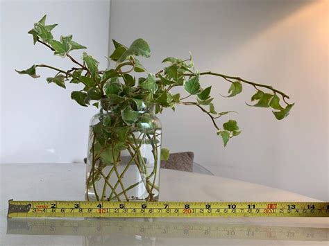 Variegated Hedera Helix English Ivy, Furniture & Home Living, Gardening ...