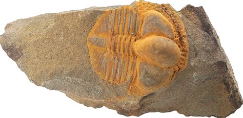 How to Identify Fossil Bones | Sciencing