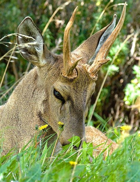 The south Andean deer, also known as the huemul, is an endangered species of deer native to the ...