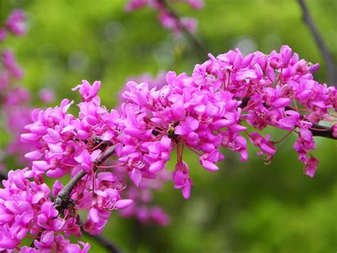 NewsChannel 10 Viewer Weather Pics: Redbud Tree - Lubbock, Texas - 4/14/2010