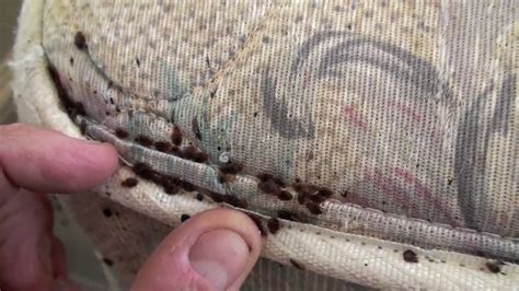 Bedbug Infestation Tips - How to Handle Them, How to Prevent Them, and Who's Fault They Are ...