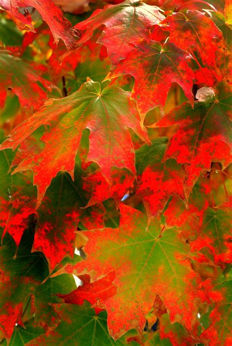 Sugar Maple Fall Colors - | Maple falls, Macro flower, Leaf nature