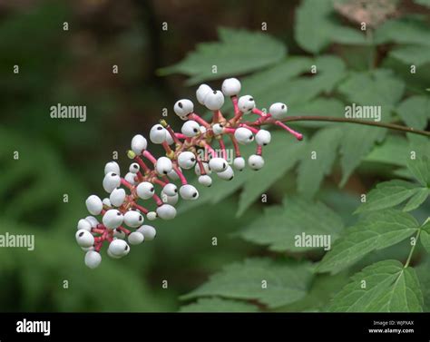 Actaea pachypoda or . Actaea alba or White baneberry fruit in Muskoka Ontario in late summer ...