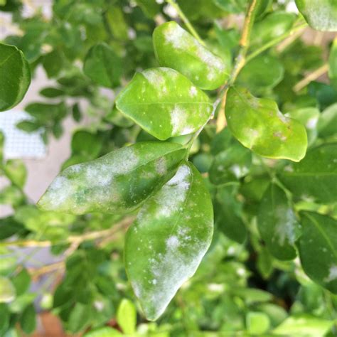 Common Hedging Diseases and How To Treat Them | Epic Gardening