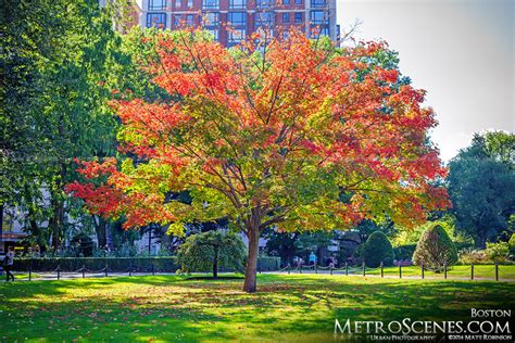 Early Fall Colors in Boston - MetroScenes.com – City Skyline and Urban ...