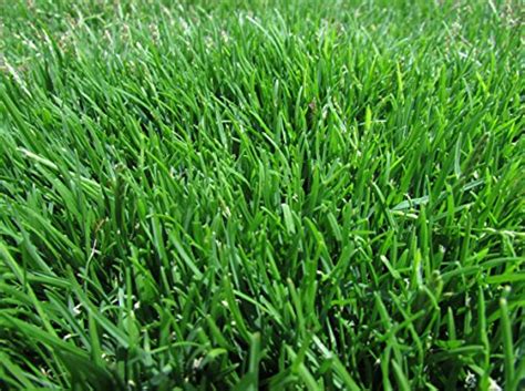 Achieving A Lush Lawn: Finding The Best Zenith Zoysia Grass Seed