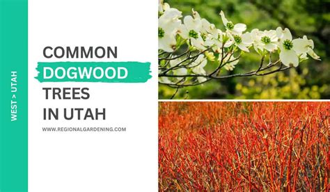 Common Dogwood Trees In Utah (5 Stunning Varieties) - Regional Gardening