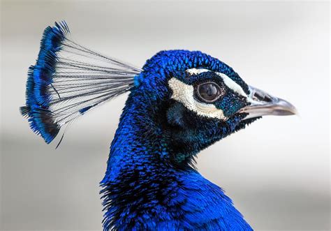 Peacock Symbolism & Meaning (+Totem, Spirit & Omens) | World Birds