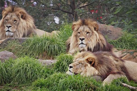 File:Lions - melbourne zoo.jpg - Wikimedia Commons