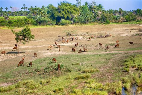 Explainer: Desertification and the role of climate change