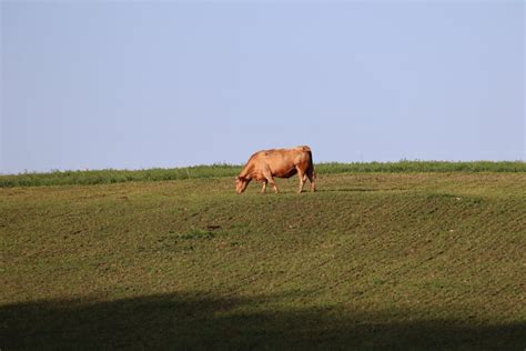 Cow Grazing in the Pasture · Free Stock Photo