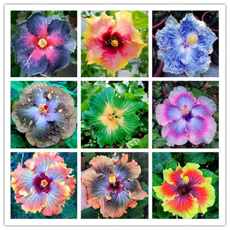 200 of MIX HIBISCUS ROSA Seeds - SINENSIS Flower seeds hibiscus tree ...