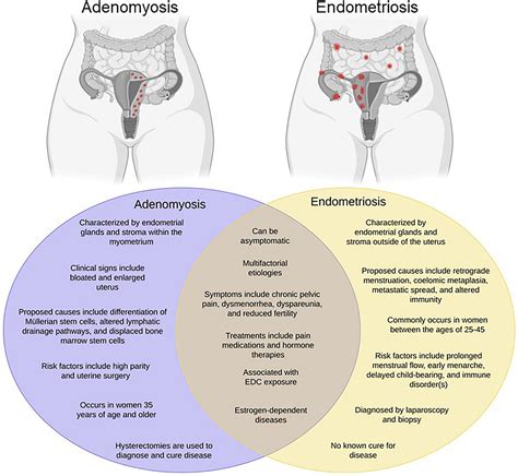 Frontiers | The Potential Relationship Between Environmental Endocrine Disruptor Exposure and ...