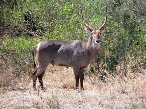 Waterbuck Hunting