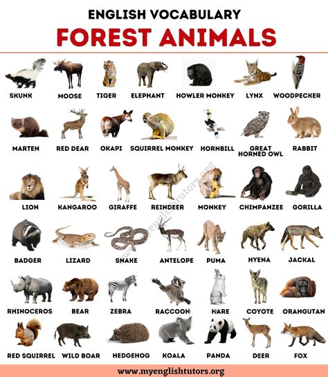 Forest Animals: List of 40+ Animals Living in the Forest – My English ...