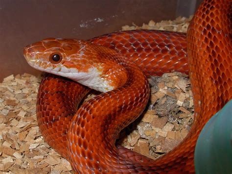 Our Beautiful World: Beautiful red snakes