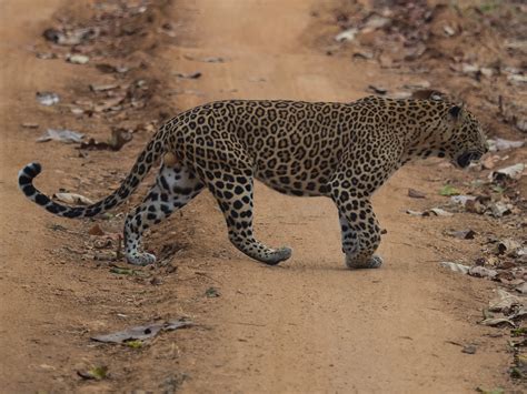 Wildlife Wonders on Kabini's Shores - Things to do in Kabini