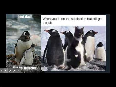 Penguins: Video Gallery | Know Your Meme