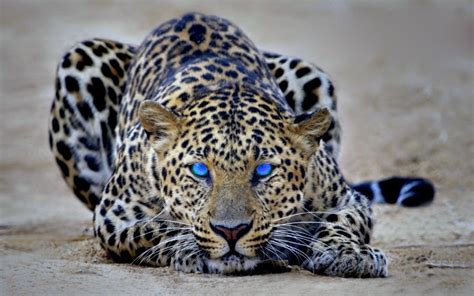 Leopard Eye Wallpapers - Top Free Leopard Eye Backgrounds - WallpaperAccess