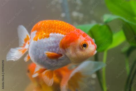 Goldfish in an aquarium Stock Photo | Adobe Stock