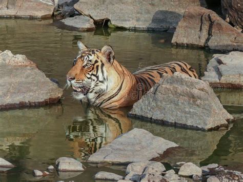 Tiger is Sitting in the Water at Its Natural Habitat. Stock Photo ...