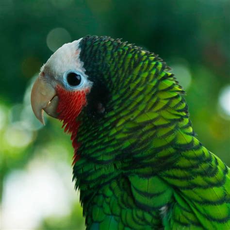 Cuban Red Macaw Stock Photos, Pictures & Royalty-Free Images - iStock