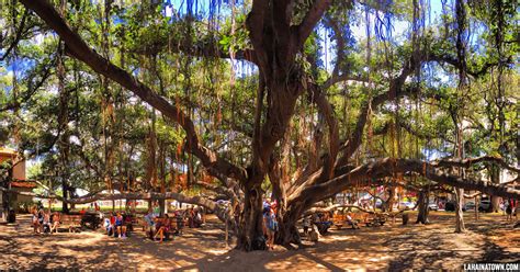 Lahaina Banyan Court Park - Biggest Banyan Tree in Maui, Hawaii