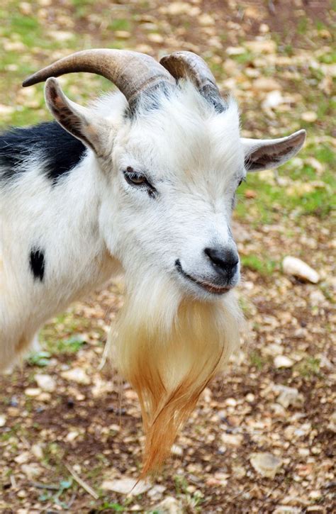 Here Is a List of 10 Extremely Good Goat Beards - Modern Farmer | Goats, Goats beard, Cute goats