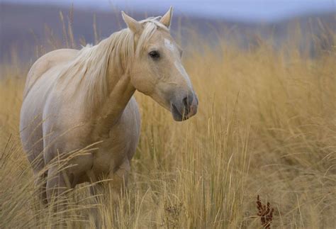 American Quarter Horse Breed Profile