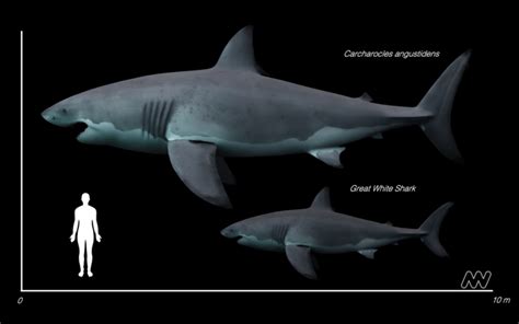 Great White Shark Size Chart