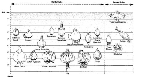 A handy bulb planting depth chart | Gardening | Pinterest