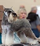 Miniature Schnauzer - Wikipedia