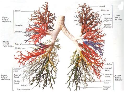 Bronchial Tree Diagram Quote