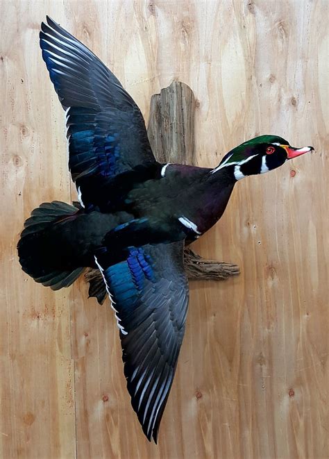 Wood Duck Flying Mount