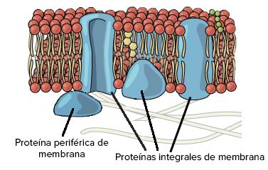 Introducir 111+ imagen membrana plasmatica modelo - Abzlocal.mx