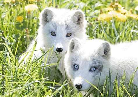 Arctic fox kit (Vulpes lagopus) and mom in the grass Stock Photo ...