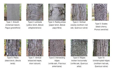 the different types of tree bark